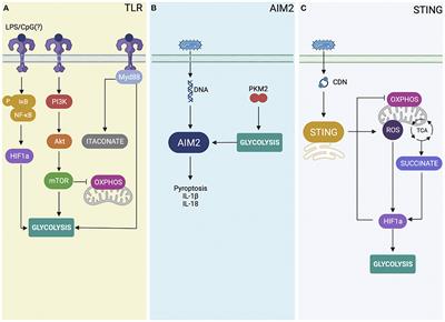 How the crosstalk between innate immune sensors and metabolic pathways affect the outcome of Brucella abortus infection?